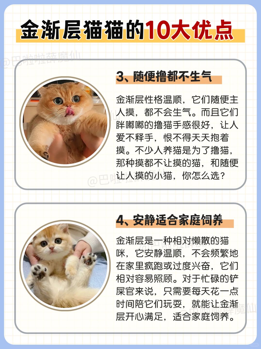 金贝猫最新消息全面解析